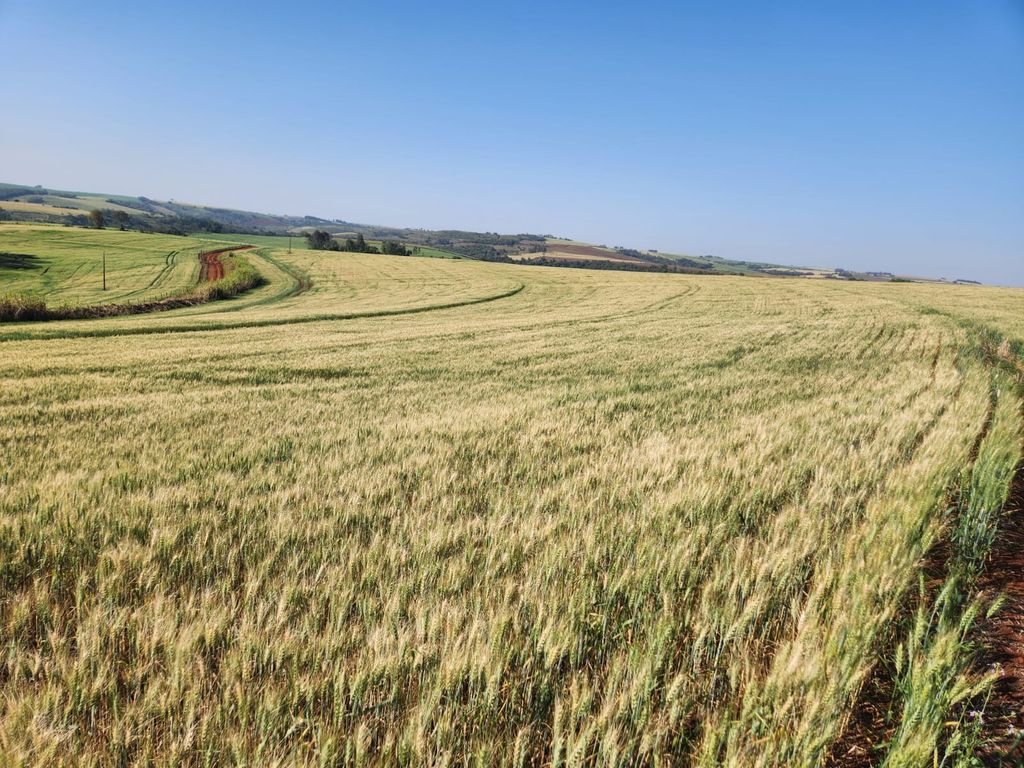 VENDA ? SÍTIO PRÓXIMO A LONDRINA/PR