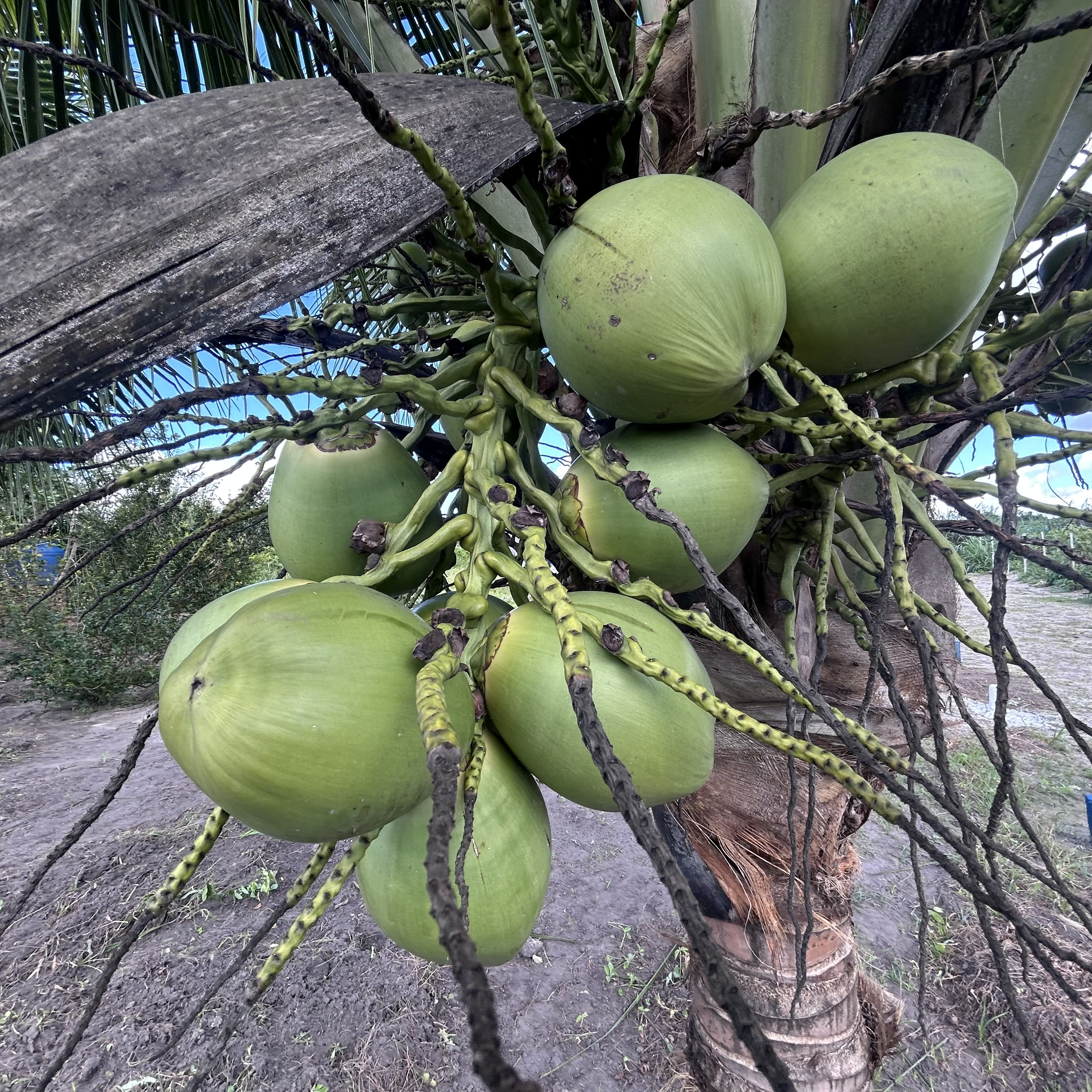 Imagens do imóveis Fazenda/Sítios/Chácaras Á Venda Chacara Canto Feliz Arapiraca