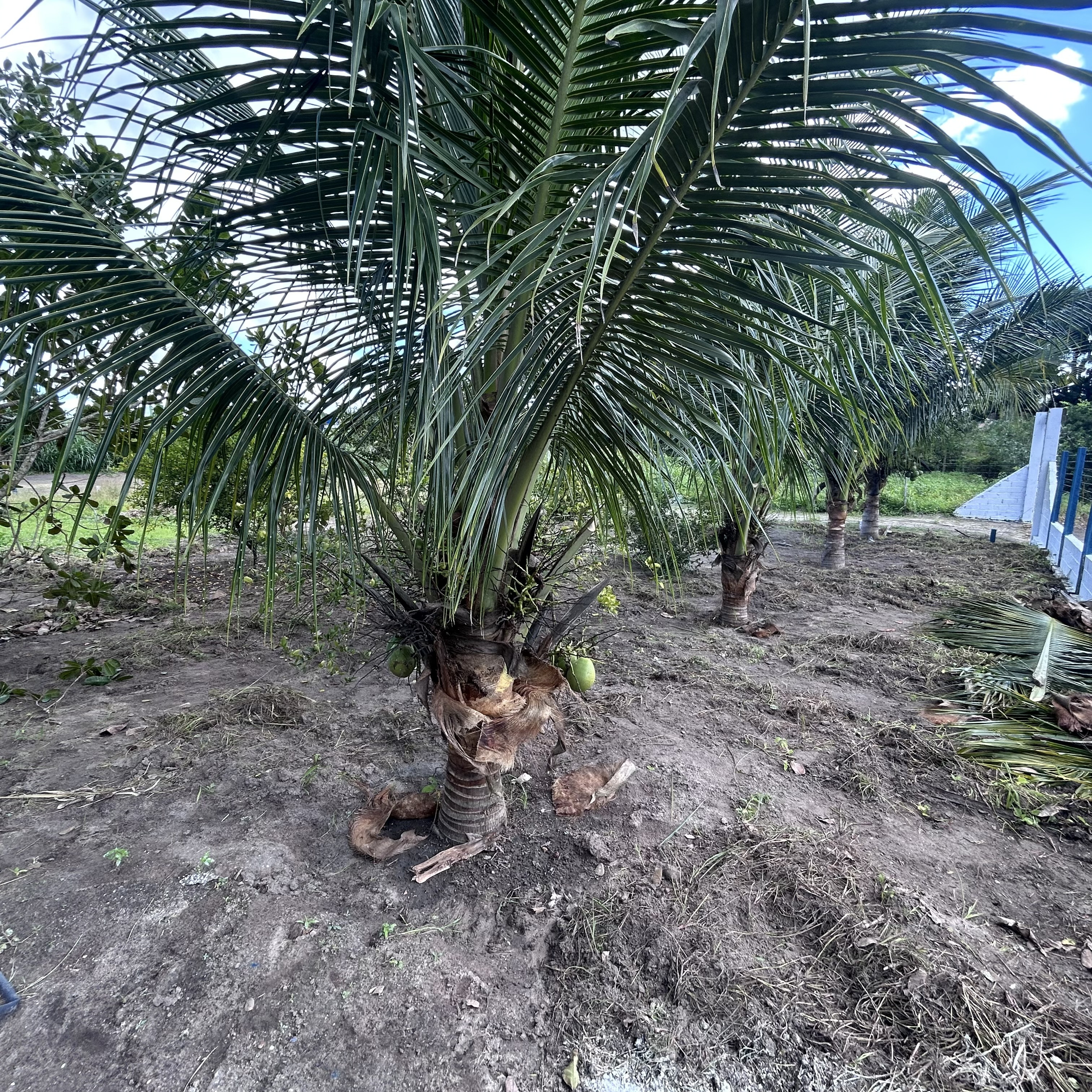 Imagens do imóveis Fazenda/Sítios/Chácaras Á Venda Chacara Canto Feliz Arapiraca