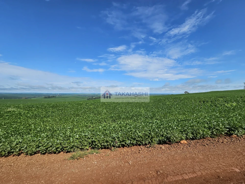 Fazenda/Sítios/Chácaras À Venda Área Rural De Cambé Cambé