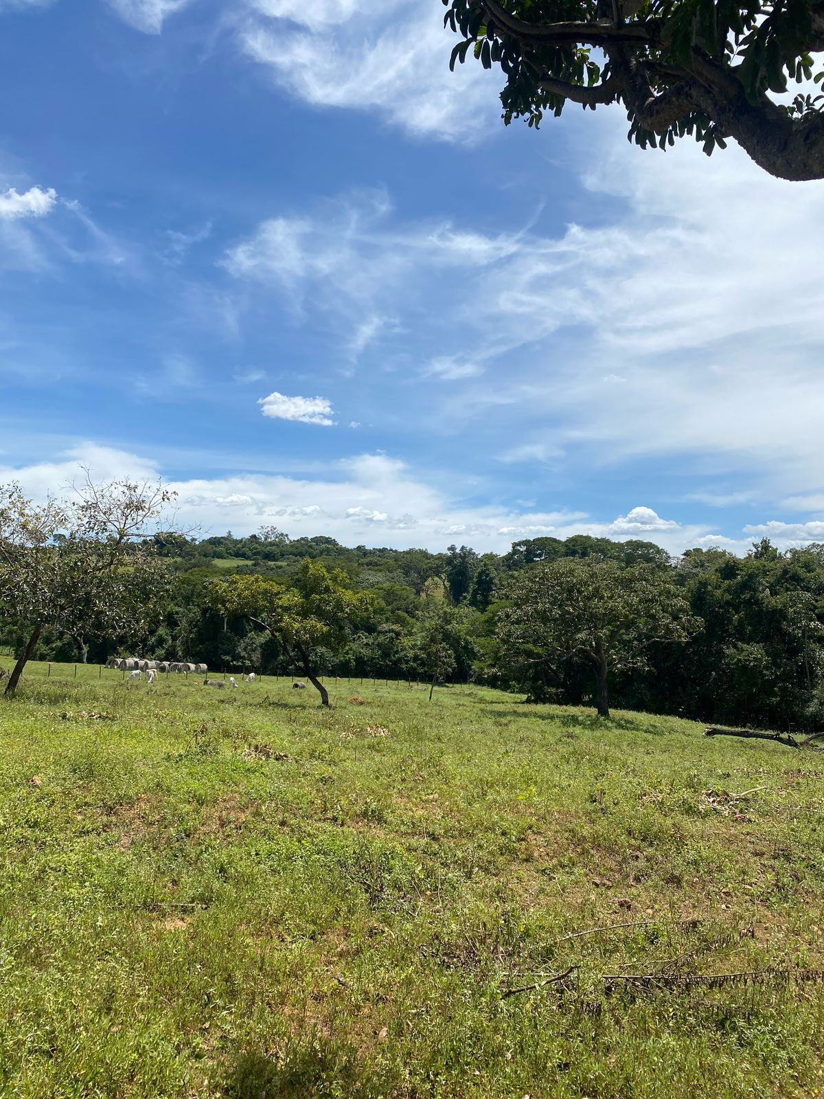 Área em Senador Canedo - Excelente Localização na Expansão Urbana!