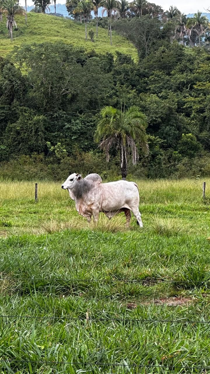 Solo fértil  – Terra de cultura às margens do Rio Corumbá Ideal para pecuária.