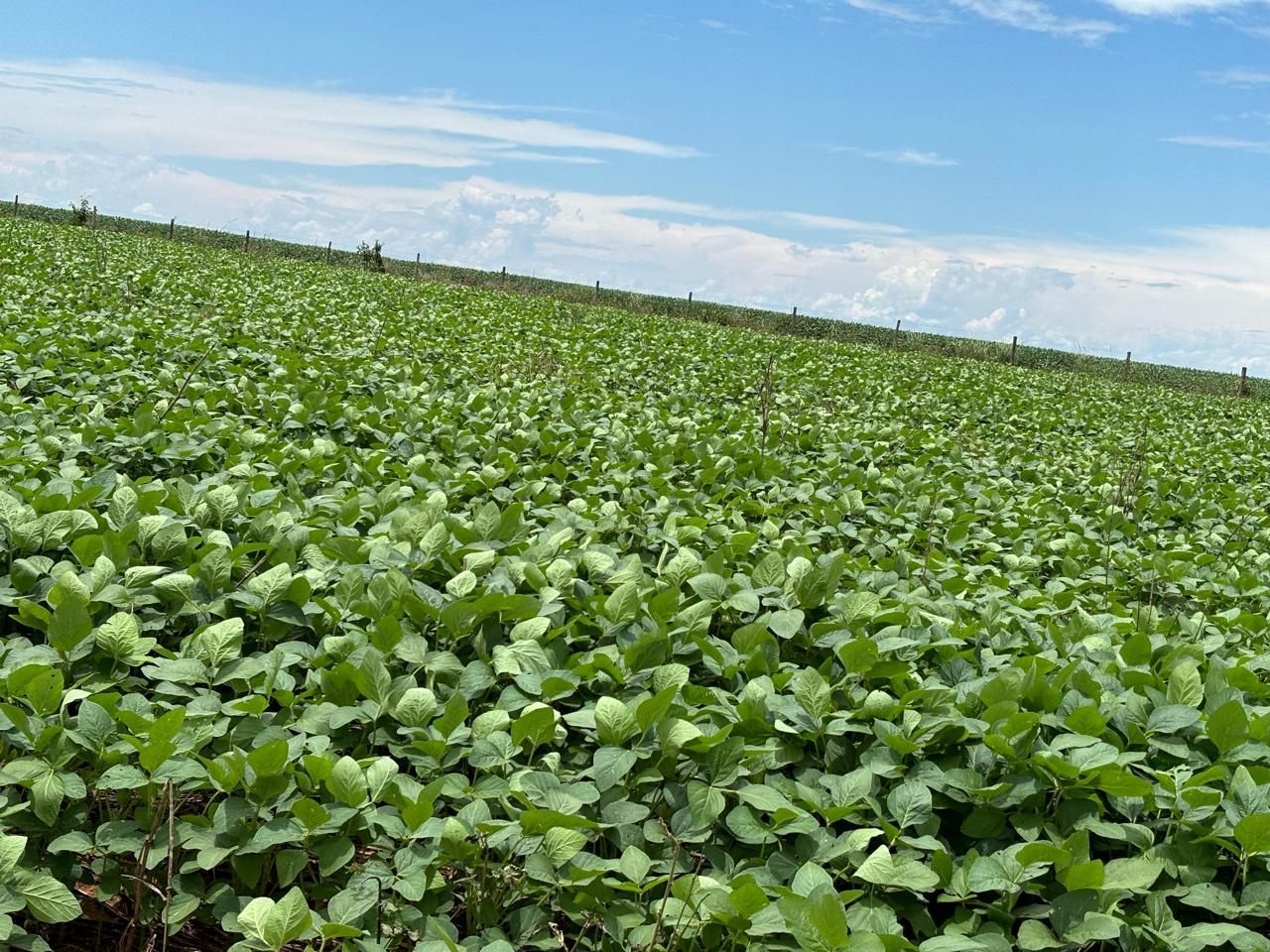 Fazenda dupla aptidão, 150 alqueires, oportunidade em Goiás.