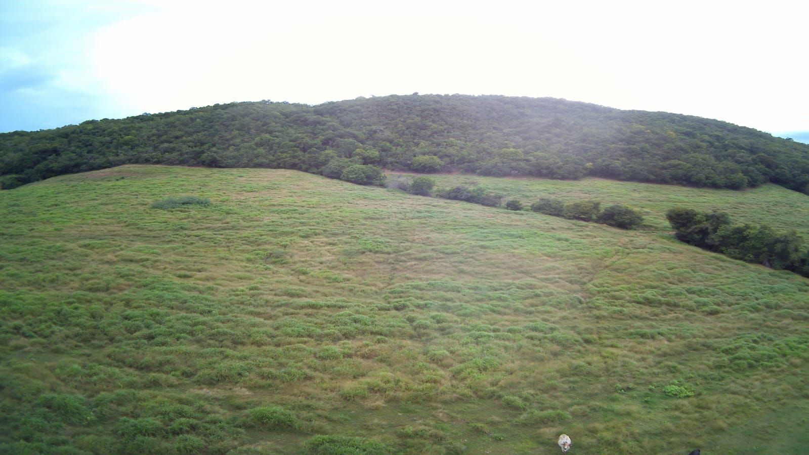 FAZENDA DE 09 ALQUEIRES À VENDA EM PIRACANJUBA