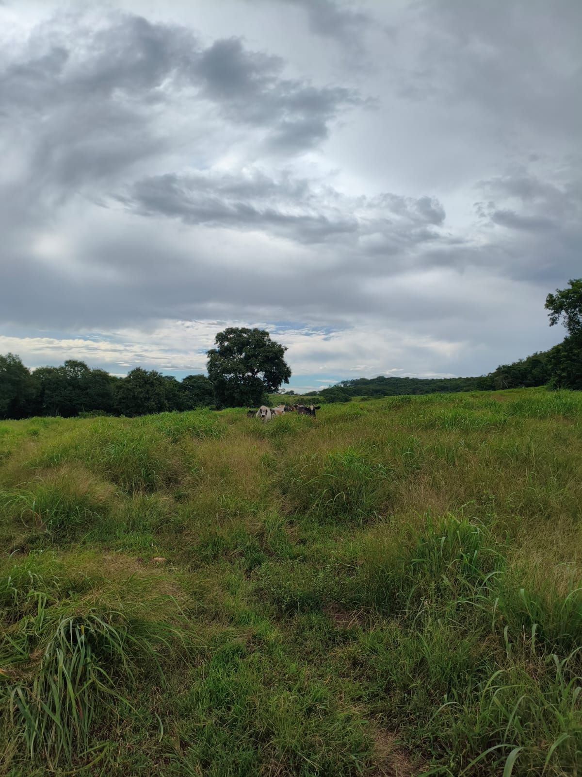 FAZENDA DE 09 ALQUEIRES À VENDA EM PIRACANJUBA
