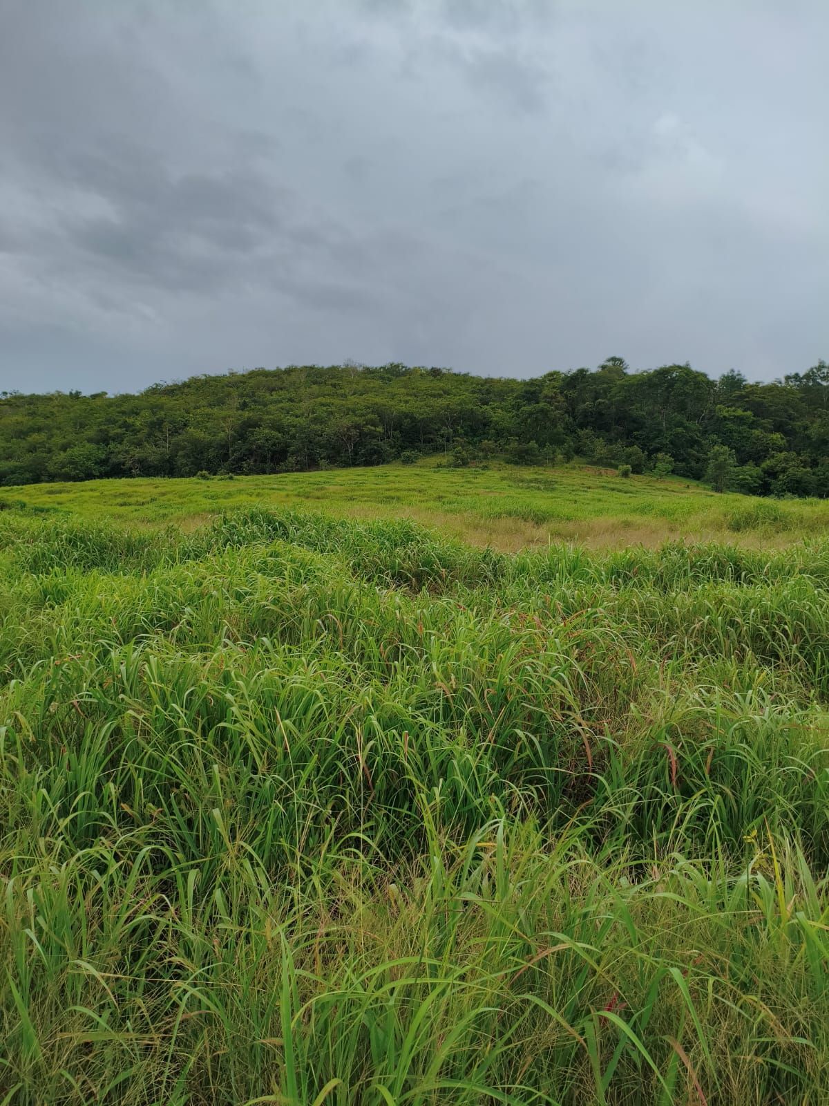 FAZENDA DE 09 ALQUEIRES À VENDA EM PIRACANJUBA