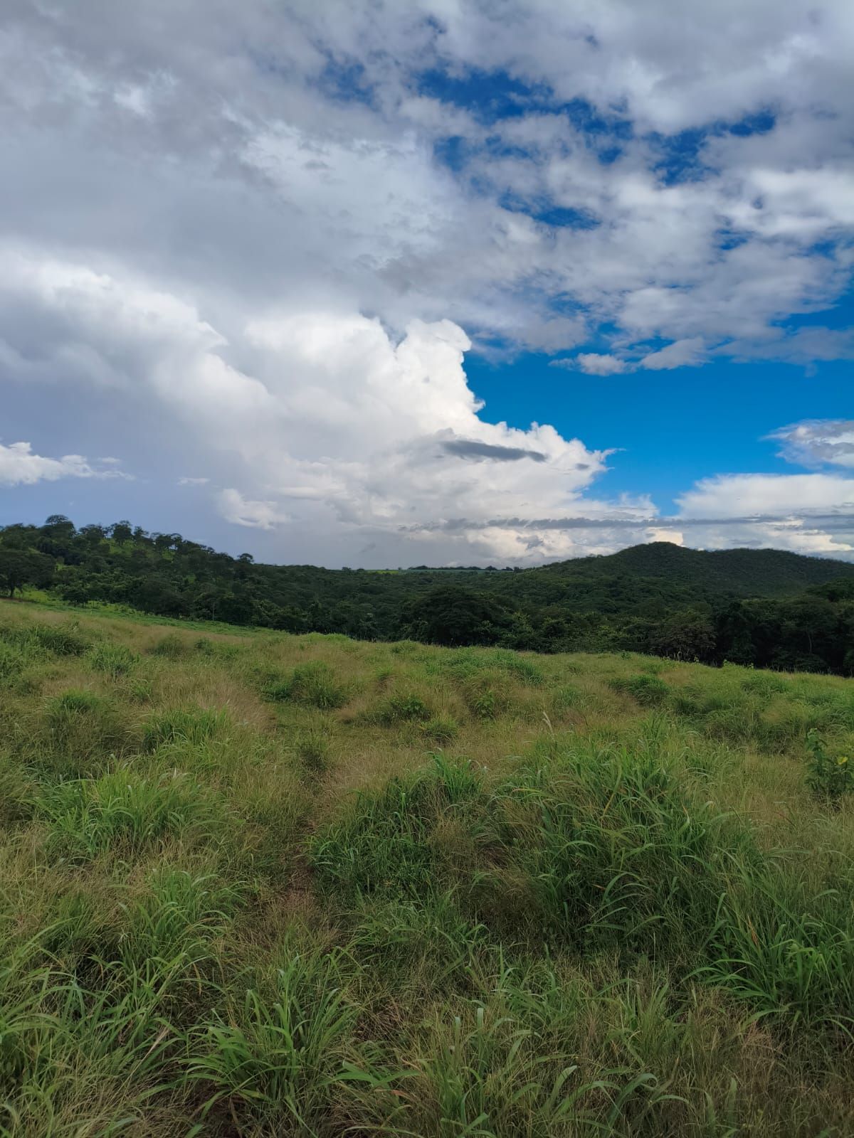FAZENDA DE 09 ALQUEIRES À VENDA EM PIRACANJUBA