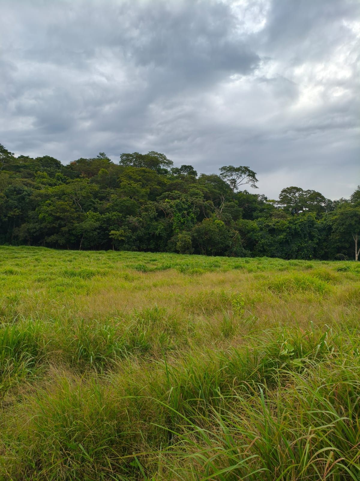 FAZENDA DE 09 ALQUEIRES À VENDA EM PIRACANJUBA
