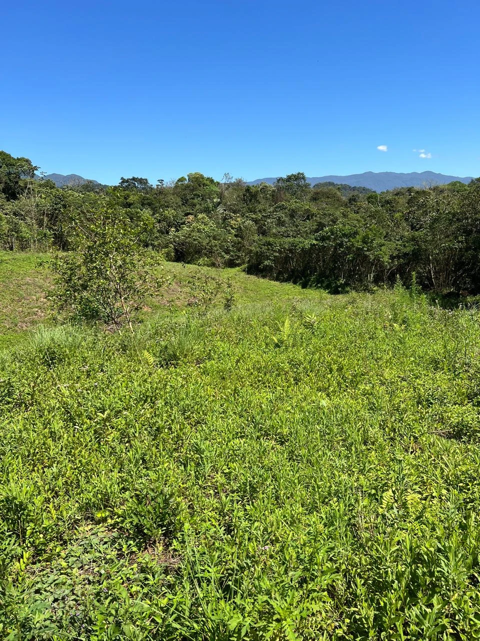 Imagens do imóveis Chácara à Venda Pirabeiraba  (Joinville)