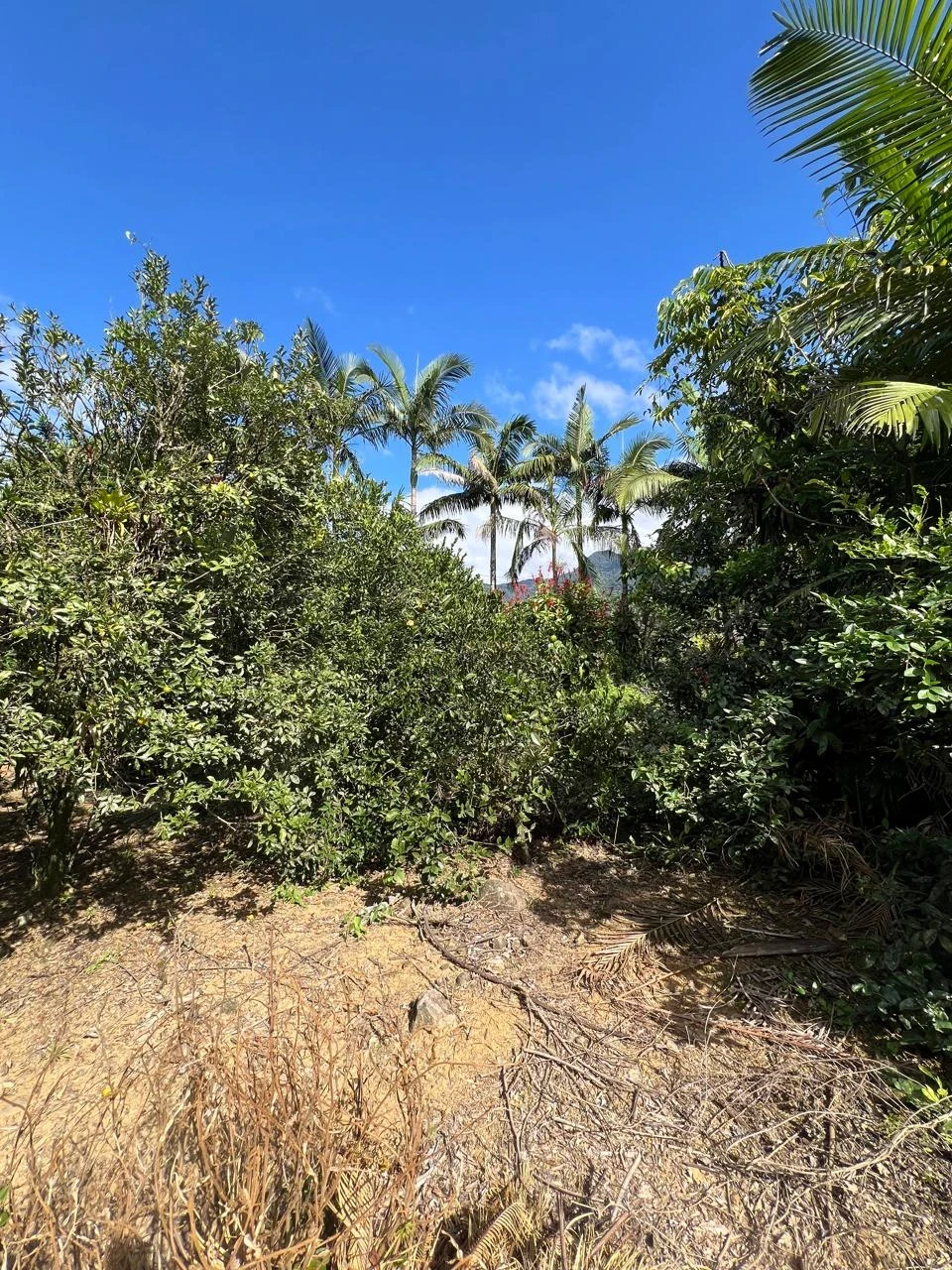 Imagens do imóveis Casa à venda na SC-418 (Pirabeiraba)