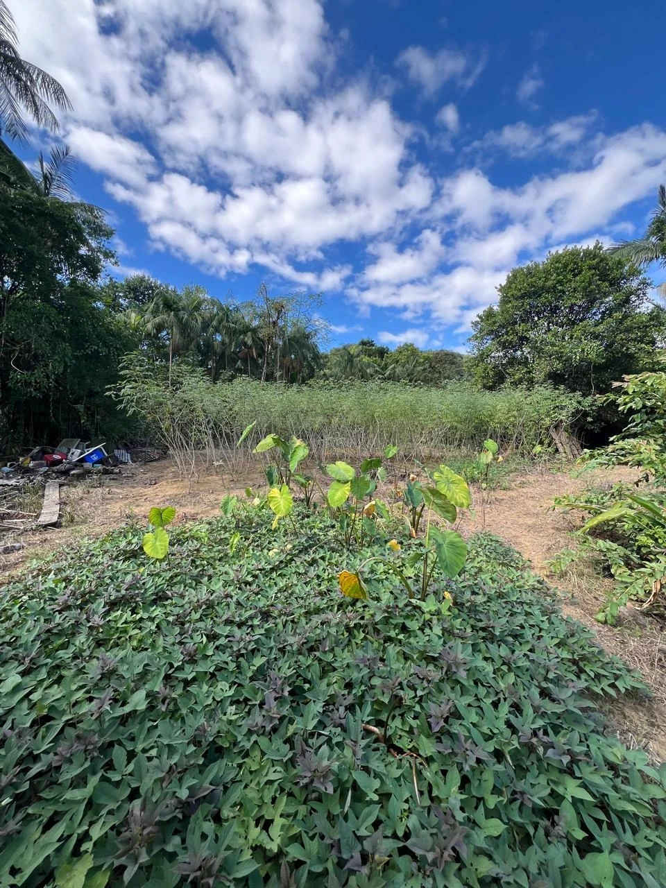 Imagens do imóveis Casa à venda na SC-418 (Pirabeiraba)