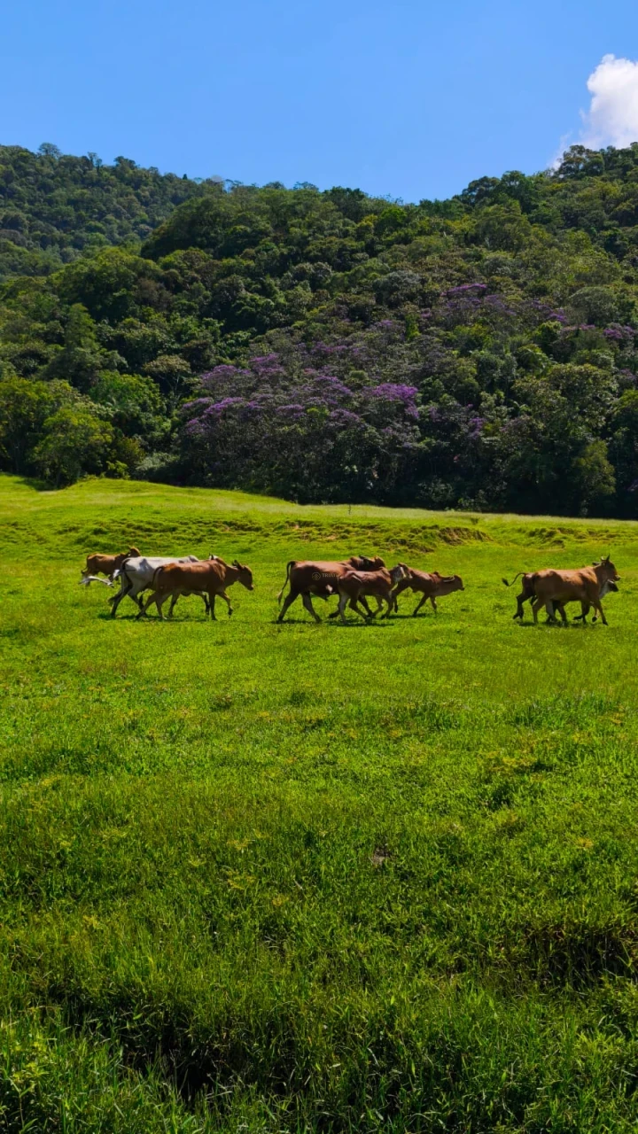 Imagens do imóveis Terreno À Venda Rio Bonito (Pirabeiraba) Joinville