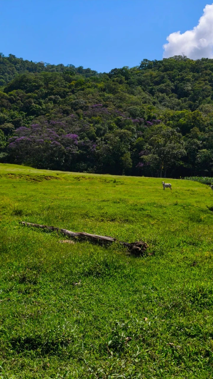 Imagens do imóveis Terreno À Venda Rio Bonito (Pirabeiraba) Joinville
