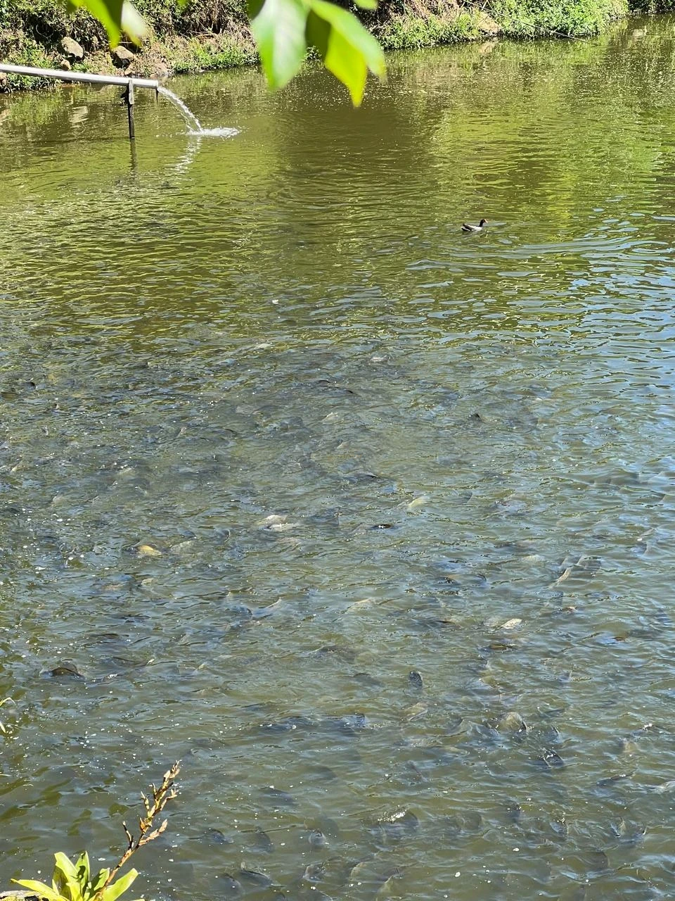 Imagens do imóveis Terreno à Venda na Estrada Rio da Prata (Pirabeiraba)