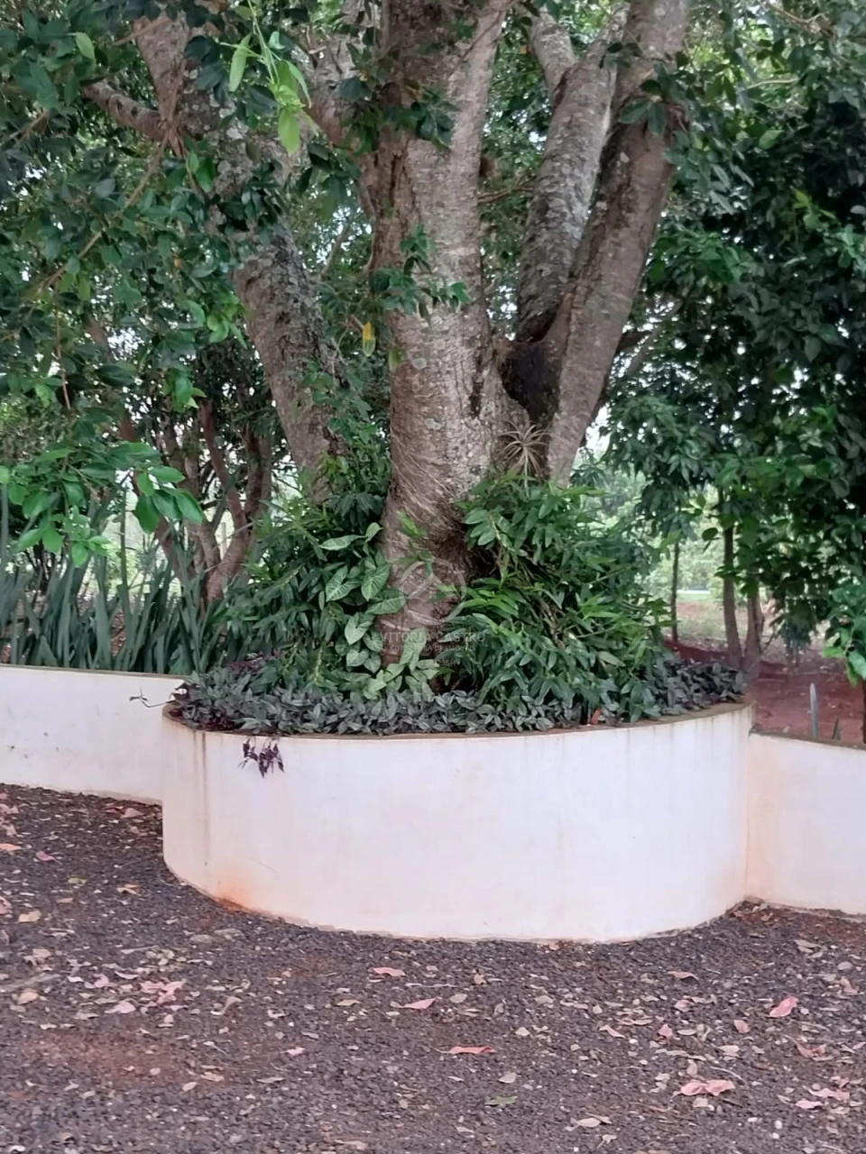 Imagens do imóveis SITIO DE 2 ALQUEIRES