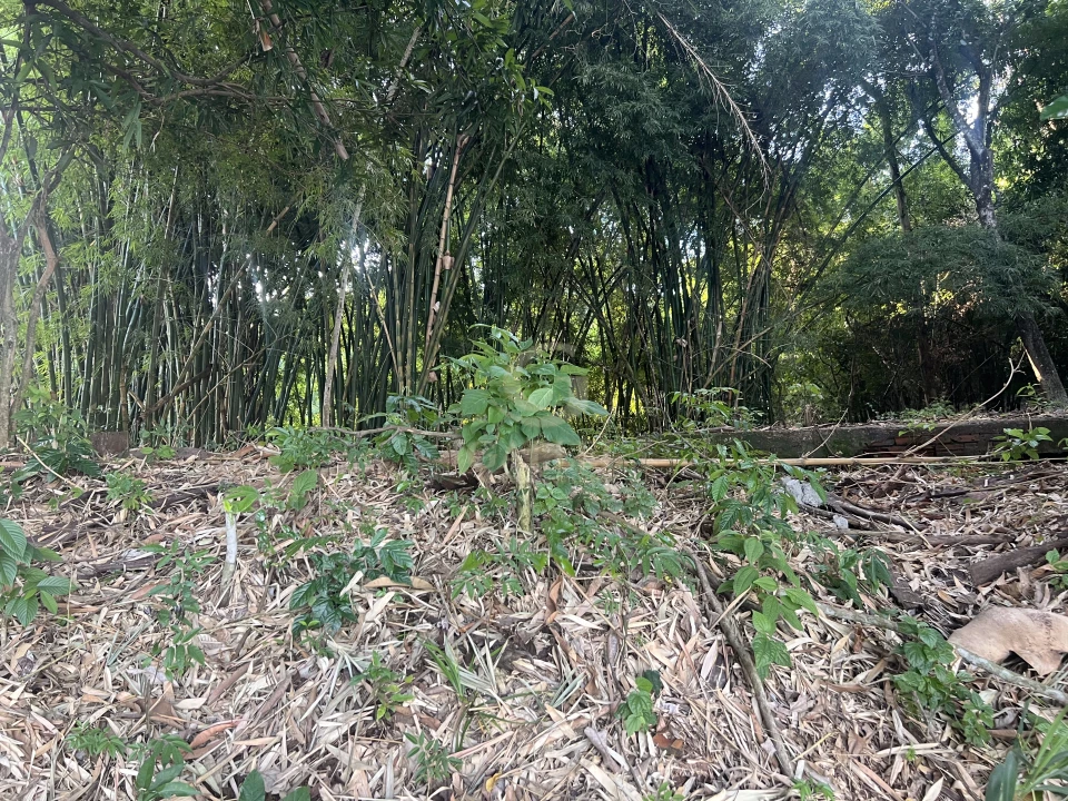 Imagens do imóveis Fazenda/Sítios/Chácaras À Venda Poço Bonito Rural Londrina